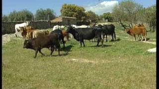 FERIA DE GANADO EN PLENO CAMPO [upl. by Nathanial]