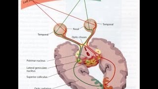 Óptico II  Nervos Cranianos  Semiologia Neurológica [upl. by Llemert]