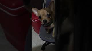 Chilly the Chihuahua crying [upl. by Anividul]