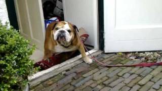 Engelse bulldog uitlatenmp4 [upl. by Penny]