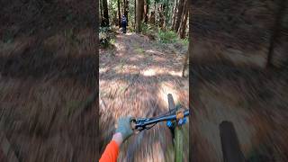 Finding some flow in the Humboldt redwoods shorts mtb mountainbike [upl. by Aer]