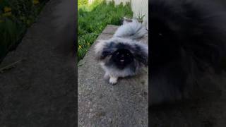 dog funny pekingese pets puppy dogs pet pomeranian spitz собака [upl. by Estevan]