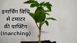 Inarching Grafting in Tomato इनार्चिंग Tomato open field grafting [upl. by Glaser437]