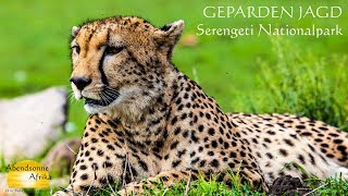 Geparden Jagd im Serengeti Nationalpark Tansania [upl. by Ginsberg663]