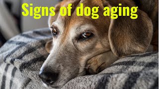 Aging in Senior Dogs Unveiling the Subtle Signs [upl. by Aztirak]