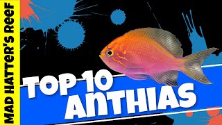 Top 10 Anthias for Your Reef Tank [upl. by Notsag118]