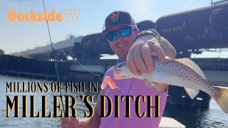 DockSide TV Millions of Fish in Millers Ditch [upl. by Hut]