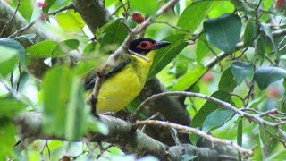 Australasian Figbird’s Beautiful Song [upl. by Krenn]