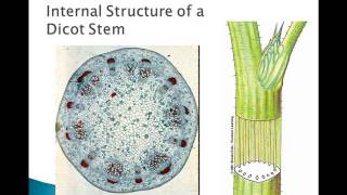 Plant Parts and Functions [upl. by Andreas]