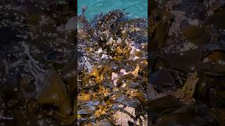 Can someone identify this seaweedkelp westcoast shorts ocean [upl. by Kaspar]