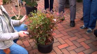 Pruning Nandina [upl. by Walker]