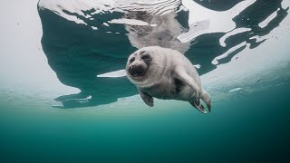 Baikal seal nerpa underwater under the ice of the Lake Baikal [upl. by Washburn]