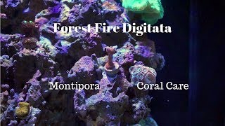 Forest Fire Digitata Digi  Coral Care [upl. by Liatrice]