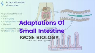 Adaptations Of Small Intestine IGCSE Biology [upl. by Aiyotal666]