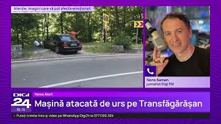 Momentul în care un urs atacă o mașină pe Transfăgărășan Animalul mușcă geamul unui pasager [upl. by May]