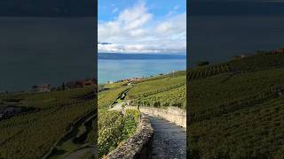 Incredible views without hiking 🥾 possible 😜 📍Lavaux Switzerland 🇨🇭 switzerland lavaux [upl. by Nepets124]