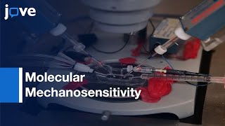 Yeast Luminometric amp Xenopus Oocyte Electrophysiological ExaminationsTRPV4 l Protocol Preview [upl. by Byrn364]