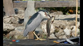 Blackcrowned Night Heron struggles with a big fish [upl. by Traggat253]