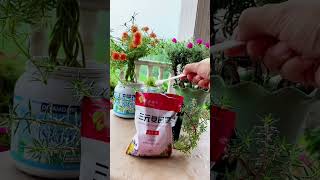 Add fertilizer to portulaca flower plant for it growing up and more flowers horticulture nature [upl. by Hareema]