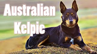 Owning The Bravest Dog In The World  Funny Australian kelpie Puppies Compilation 2021 [upl. by Neelyt465]