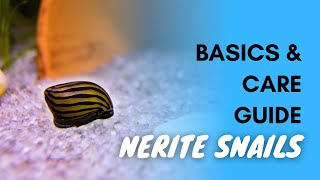 Nerite Snails Basics And Care Guide [upl. by Inol]