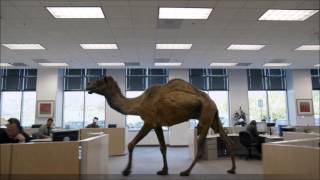 Baltimore Club Music Geico Hump Day Remix DJ Calvo [upl. by Aisena]