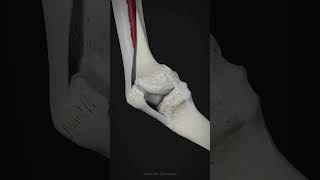 Movement of the patella and function of tibial collateral ligament [upl. by Booma]