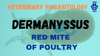 DermanyssusRed Mite of Poultry [upl. by Porte676]