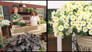 How To Plant A Surfinia Petunia Combination Planter [upl. by Onailime]