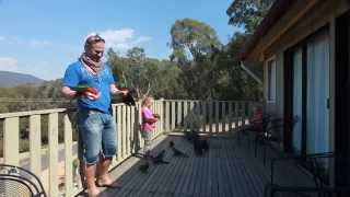 Hand Feeding Wild Australian Parrots [upl. by Aknahs564]