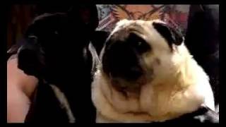 Pug Says Batman Original [upl. by Fleur]