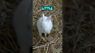 White Bunny Song [upl. by Nirrad]