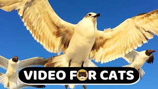 CAT GAMES  Flying Seagulls  8 Hours Bird Video for Cats to Watch  CAT TV [upl. by Nuahsak]