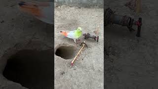 Hole Pigeon Trap  Birds Trap Catching ideas Short Shortvideo [upl. by Norvil61]