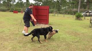 ARC Beaucerons  Hawk working in protection [upl. by Nuahsel65]