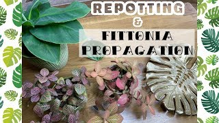 REPOTTING MY PLANTS amp FITTONIA PROPAGATION 🌿 [upl. by Coad]