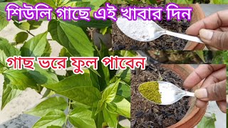 শিউলি গাছের পরিচর্যা কি খাবার প্রয়োগ করবেন  শিউলি ফুল  Parijat Plant  Harsingar plant care [upl. by Hcardahs]