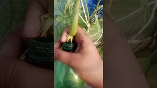 Loki plant gardenplants shortvideo garden gardentrees foryou plants [upl. by Farrell]