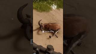 💎 SES Ibex 🐐 thehuntercallofthewild shorts [upl. by Lourdes]