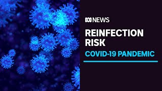 COVID reinfections surging in the latest Omicron wave  ABC News [upl. by O'Gowan460]