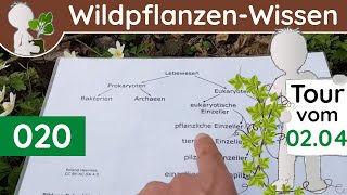 020  SystemSystematik in der Botanik amp Frühblüher  Wildpflanzen amp Bäume BotanikDoku  April [upl. by Rem]