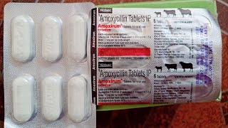 Amoxirum bolus uses in hindi गाय भैस के घाव सुखाने की दवाई। Amoxycillin bolus [upl. by Aihsas]