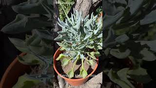 Senecio kleiniiformis 🌼💙  Punta de Lanza [upl. by Adalai]