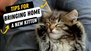 Tips For Bringing Home A New Kitten  Welcome A Cat To Your Home [upl. by Kirkwood484]