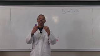 2ème annéeCours Hémostase 2  Coagulation  fibrinolyseVidéo 2partie 120192020 [upl. by Hurty]