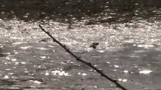 Slow Motion Northern Shrike Flying With Prey [upl. by Epolenep]