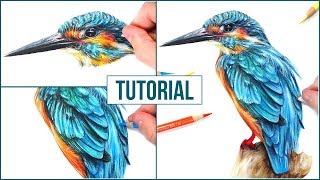 How to Draw a Realistic Bird using Coloured Pencils  Step by Step Drawing Tutorial [upl. by Maunsell]