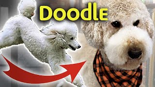 Your POODLE can be GROOMED like a DOODLELearn How [upl. by Lyckman]