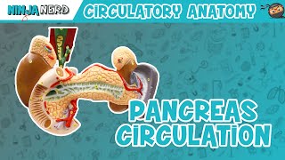 Circulatory System  Pancreas Circulation Model [upl. by Arded957]