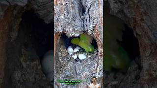 Chú chim vẹt liều mình tấn công rắn để bảo vệ tổ  Parrots attack snakes to protect their nest [upl. by Assiralk491]